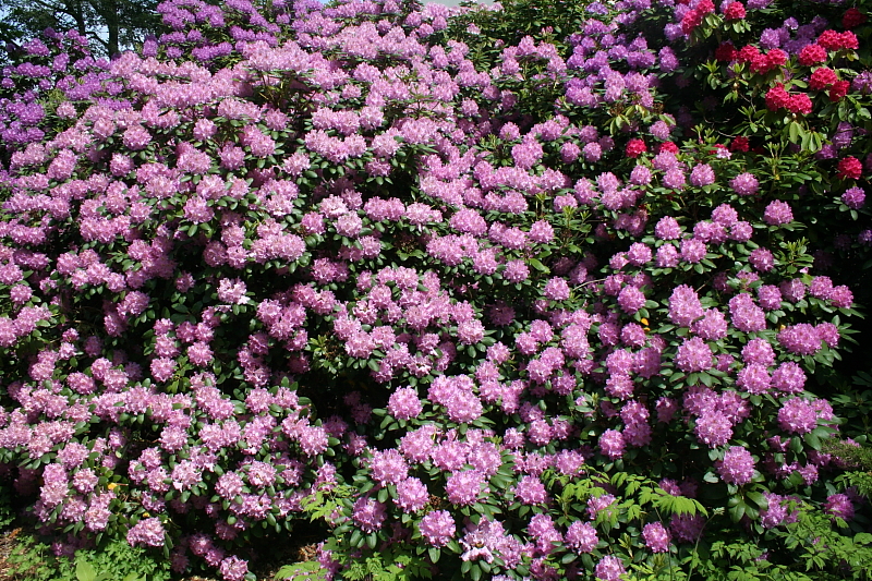 Killikus&reg; Fotographie